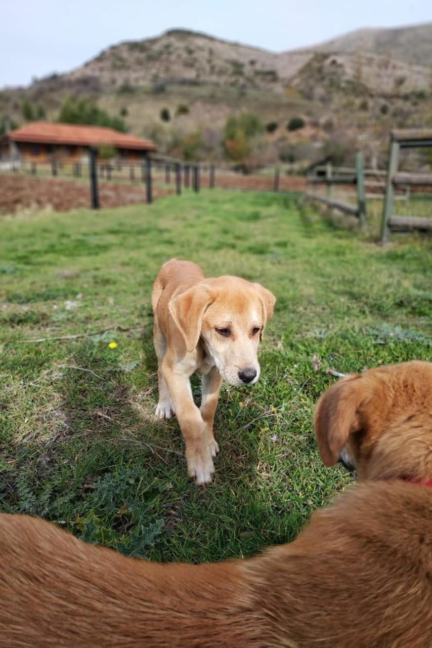 Orias Guesthouse & Farm Kalavryta Exterior photo